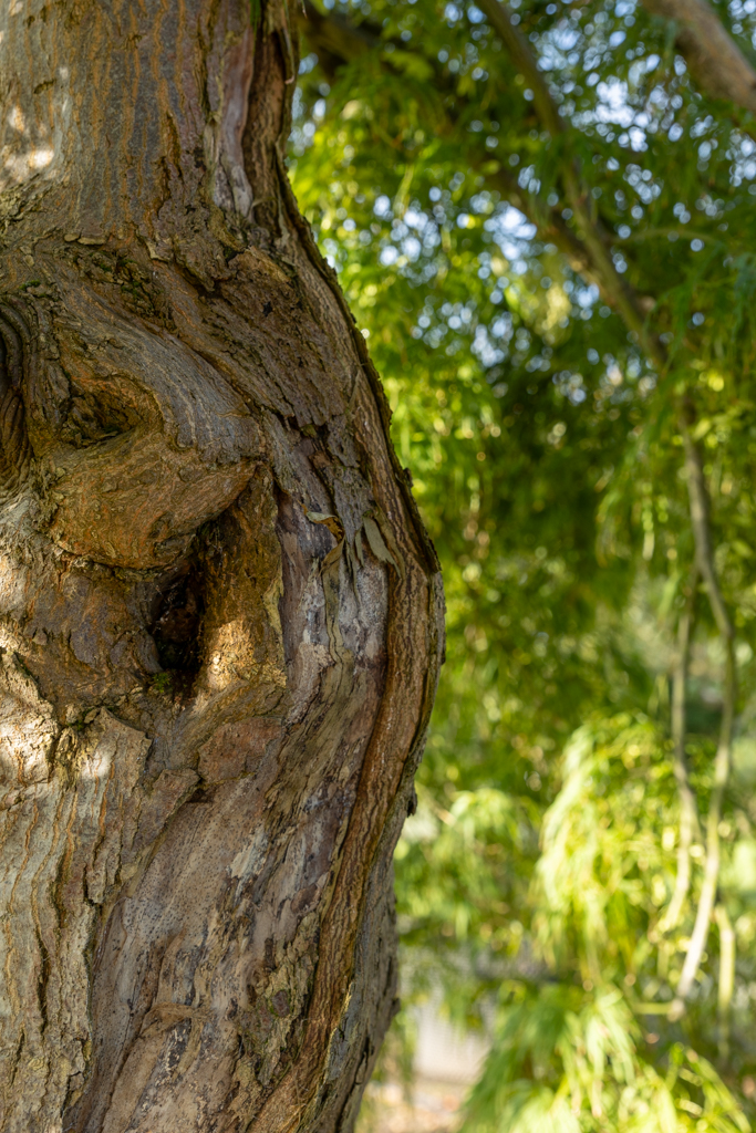 Acer palmatum 'Dissectum' VJ