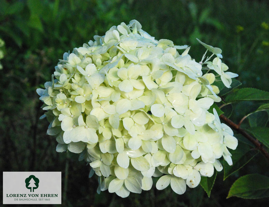 Hydrangea paniculata 'Little Lime'