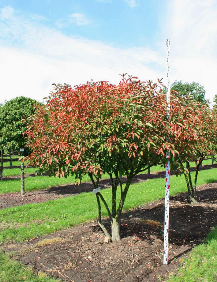 Euonymus yedoensis Unikat