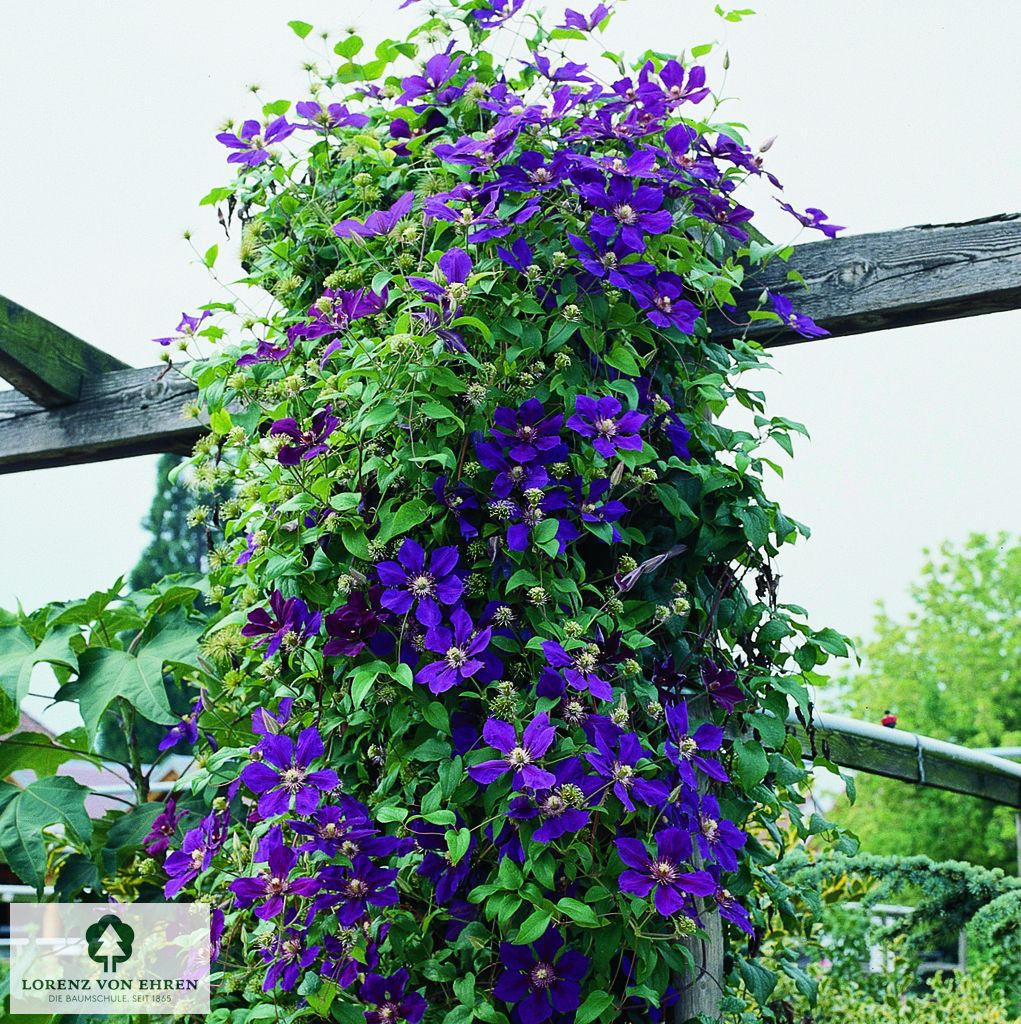 Clematis 'Gipsy Queen'