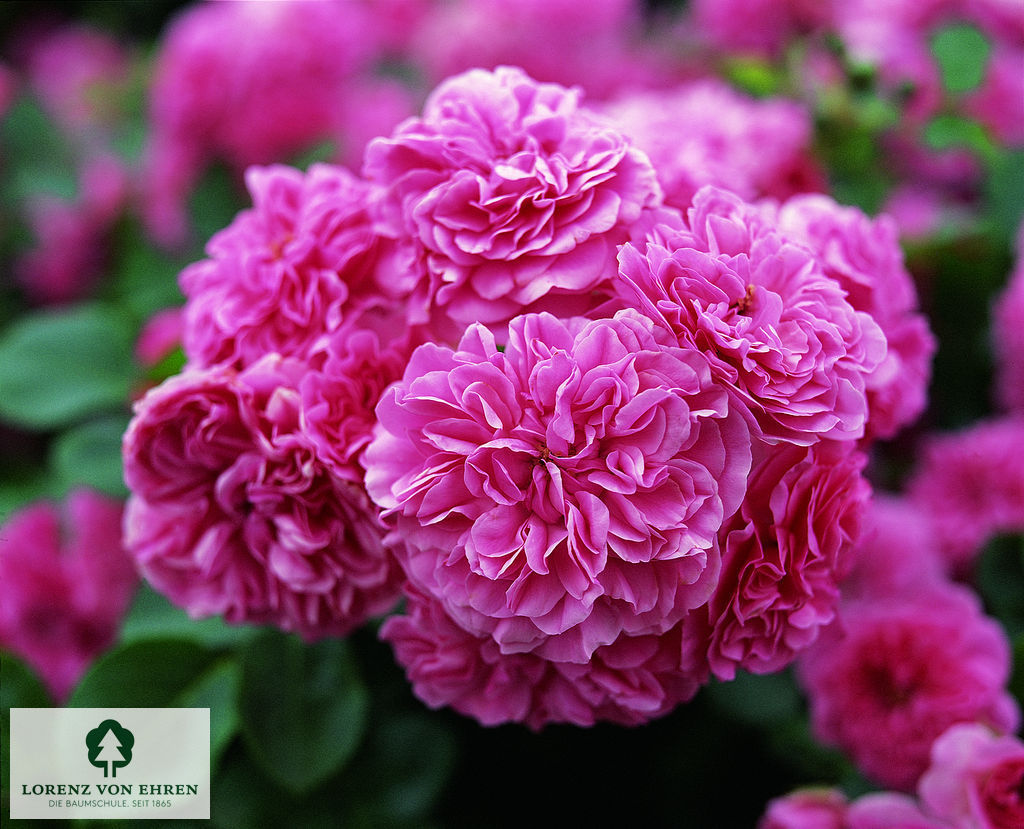 Rosa 'Pink Swany'