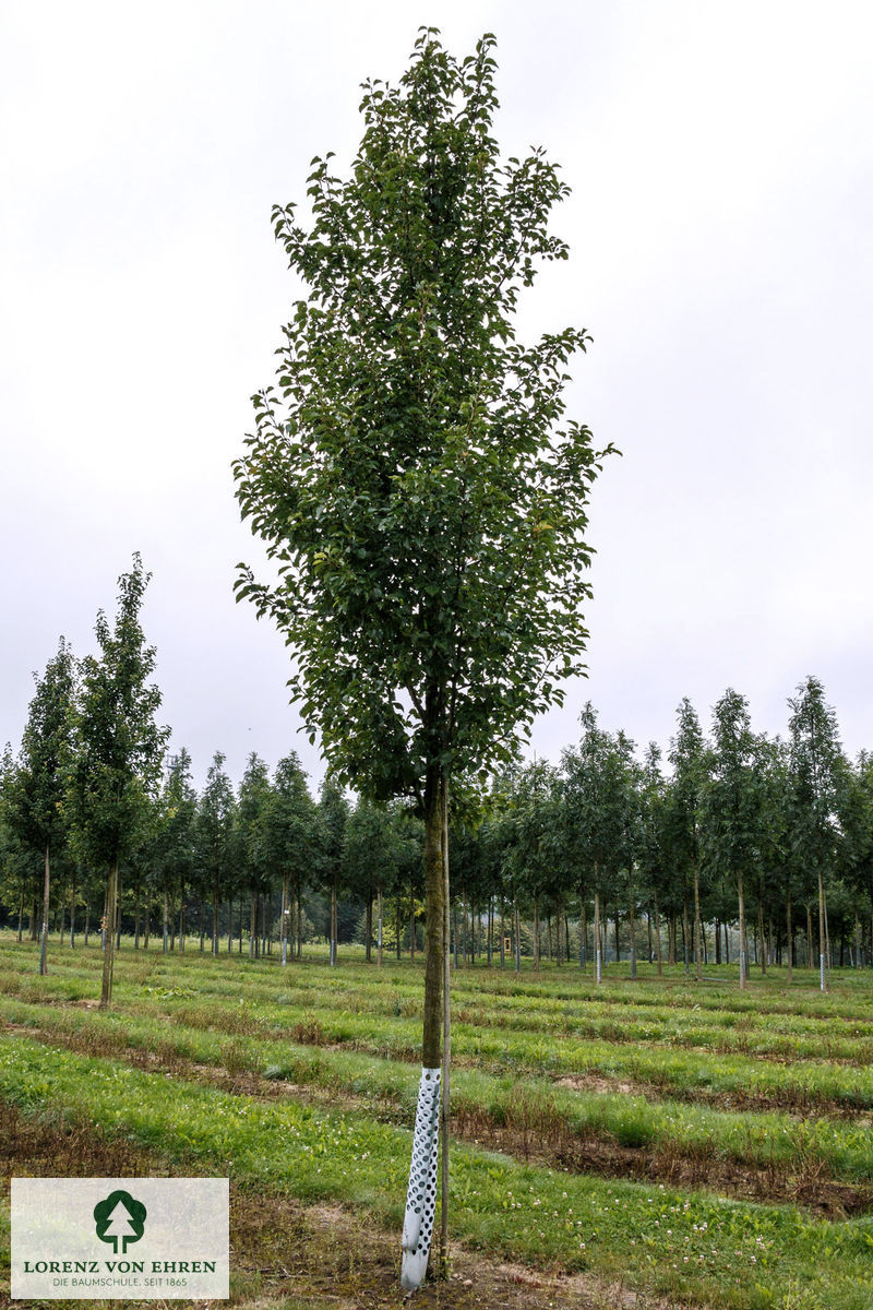 Pyrus communis