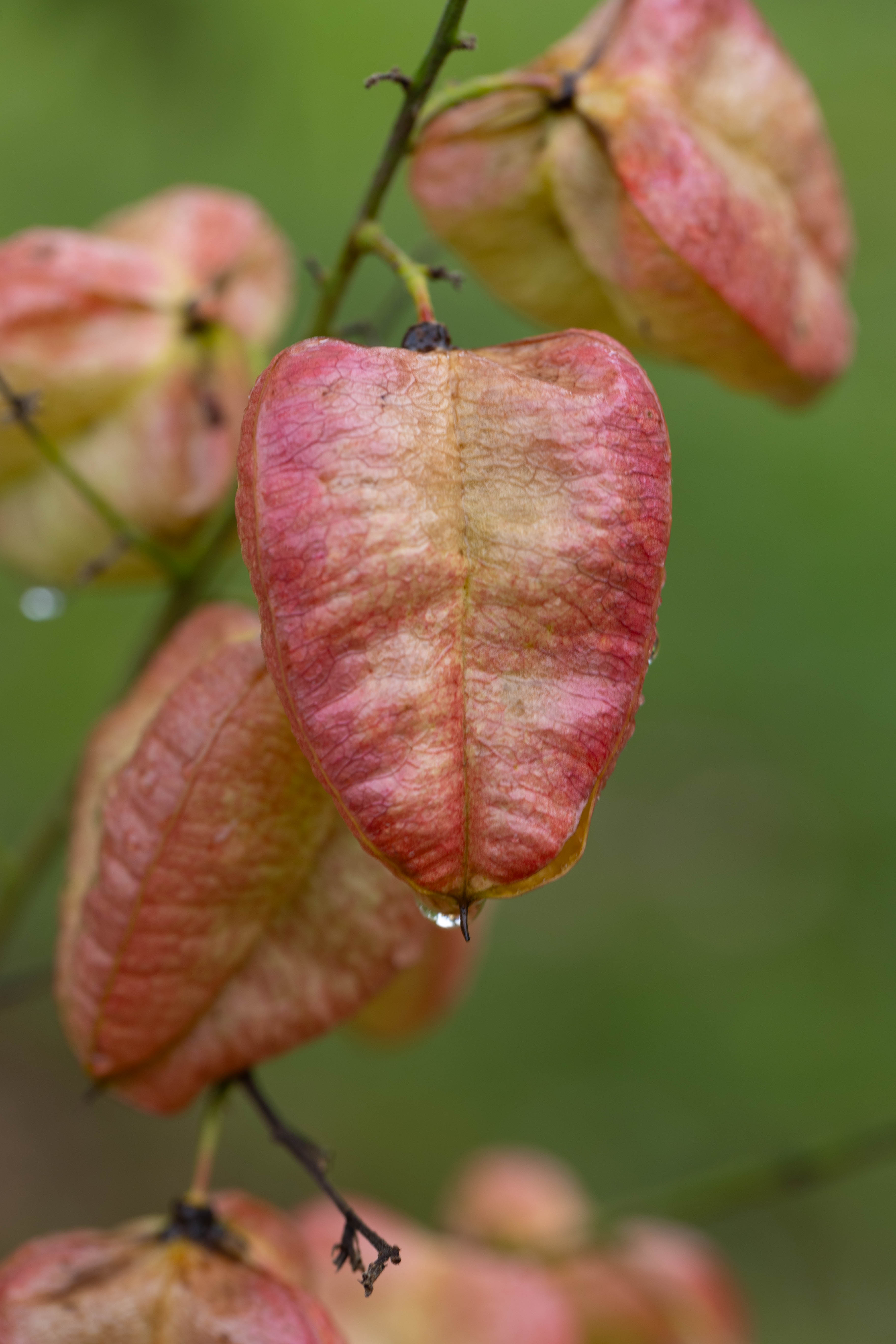 Zart rote Fruchtschale der Blasenesche