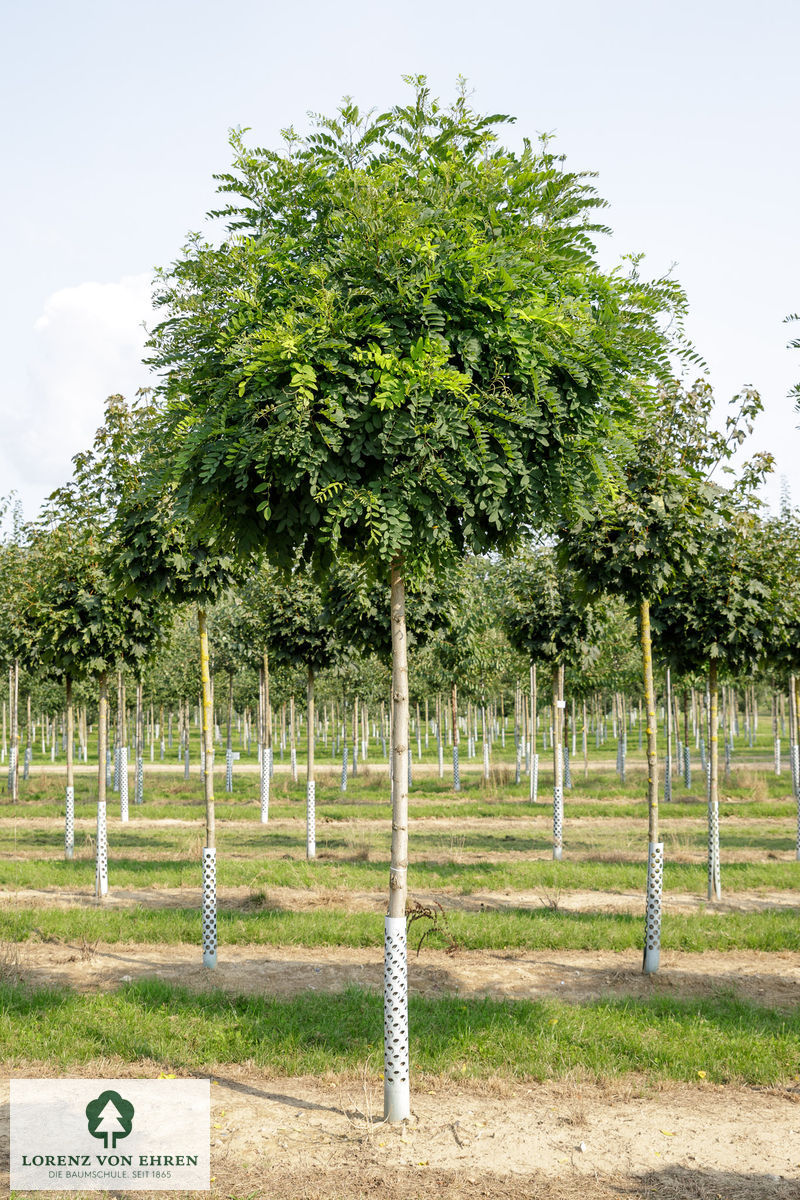 Robinia pseudoacacia 'Umbraculifera'