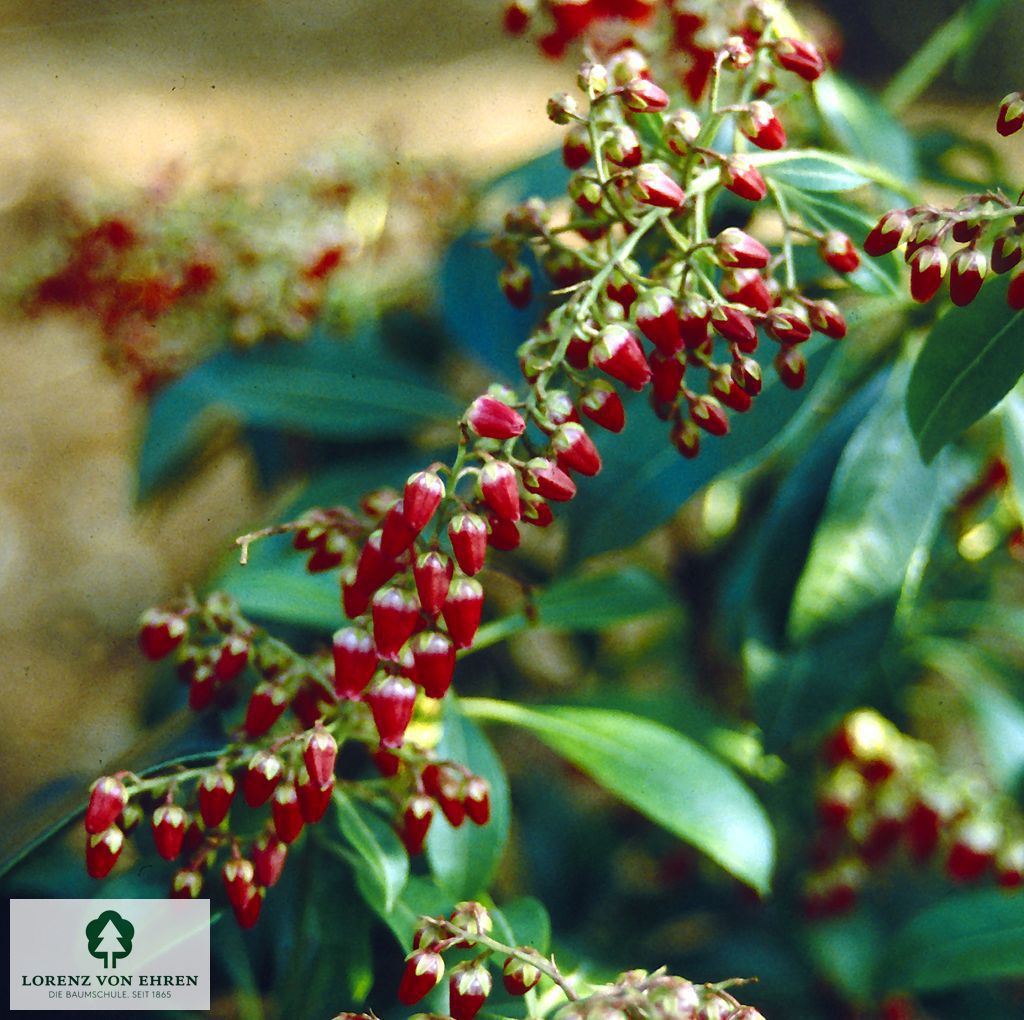 Pieris japonica 'Valley Valentine'