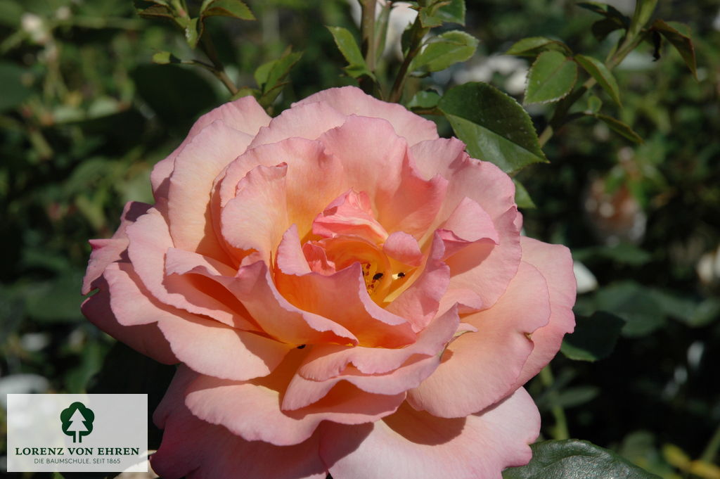 Rosa 'Compassion'