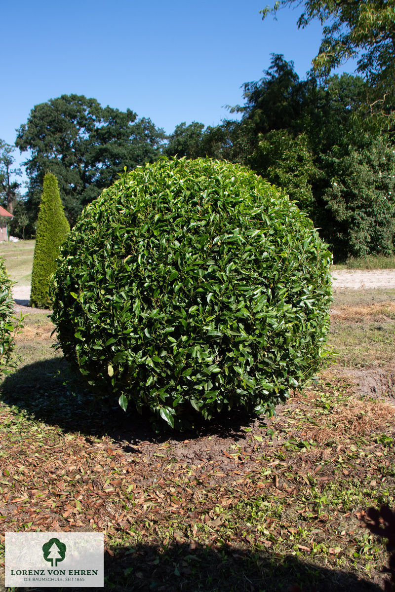 Prunus lusitanica 'Angustifolia'