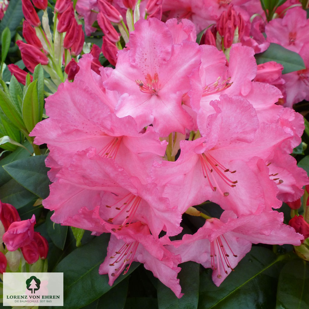 Rhododendron Hybride 'Walküre'