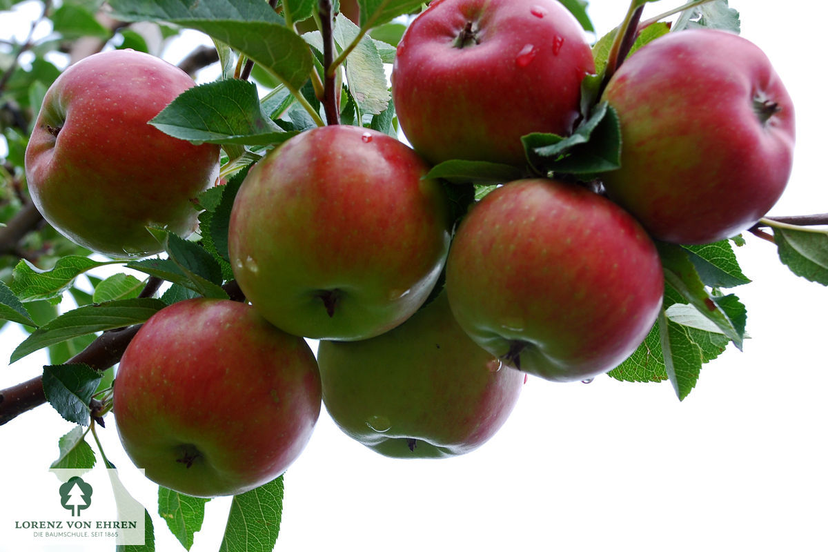 Malus domestica 'Topaz'