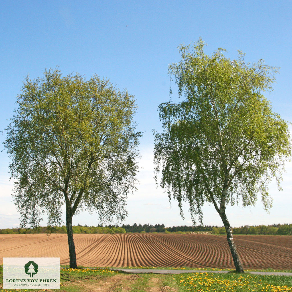 Betula pendula