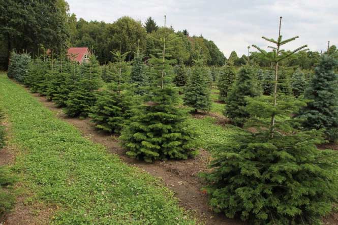 Abies im Quartier Tannen stehen in Reihe