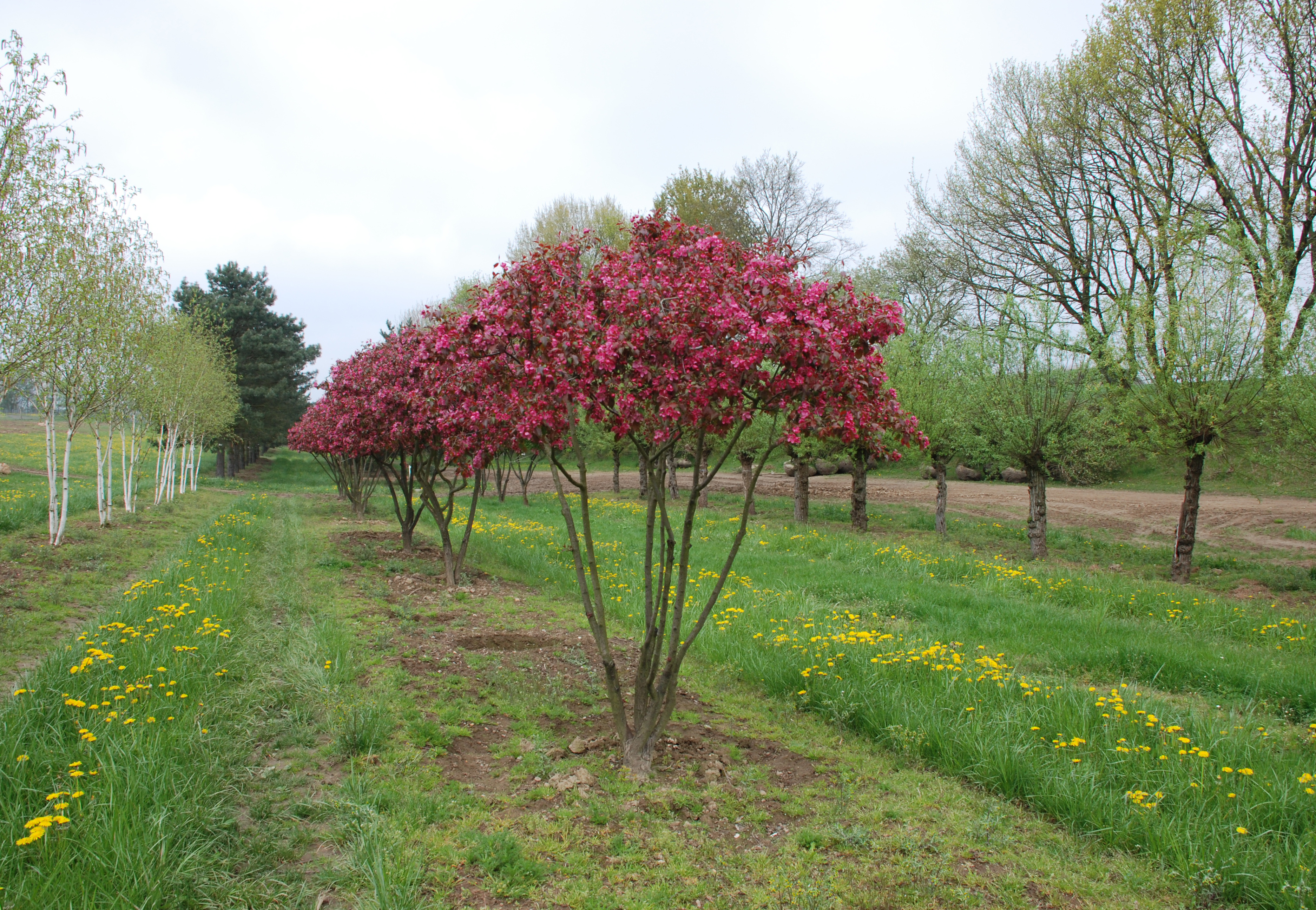 Rot blühender Zierapfel