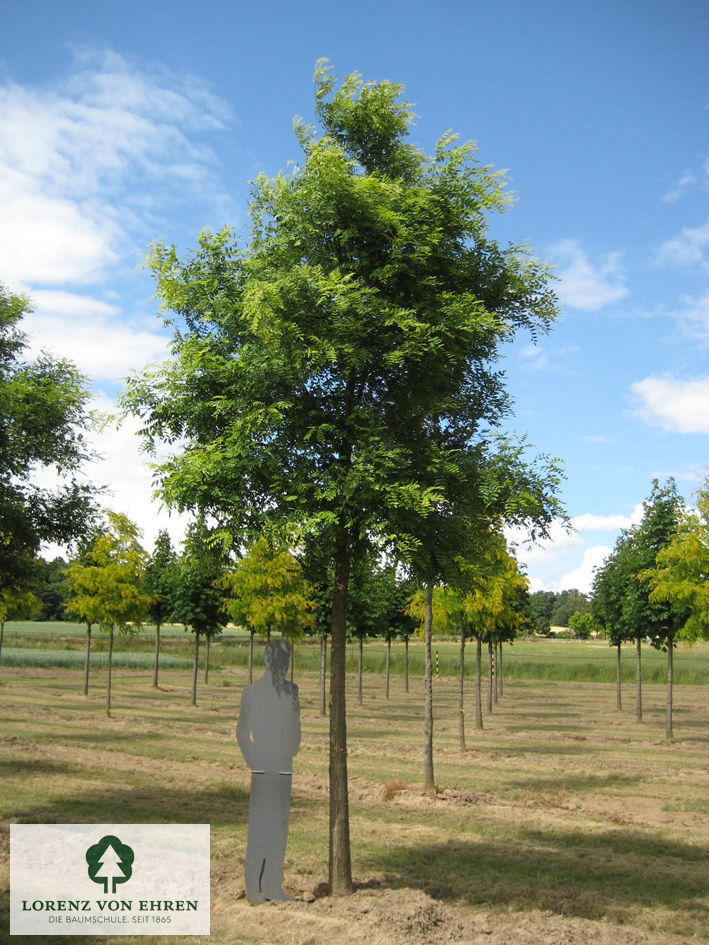 Sophora japonica 'Regent'