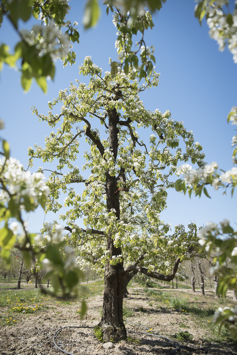 Pyrus communis Conférence Unikat