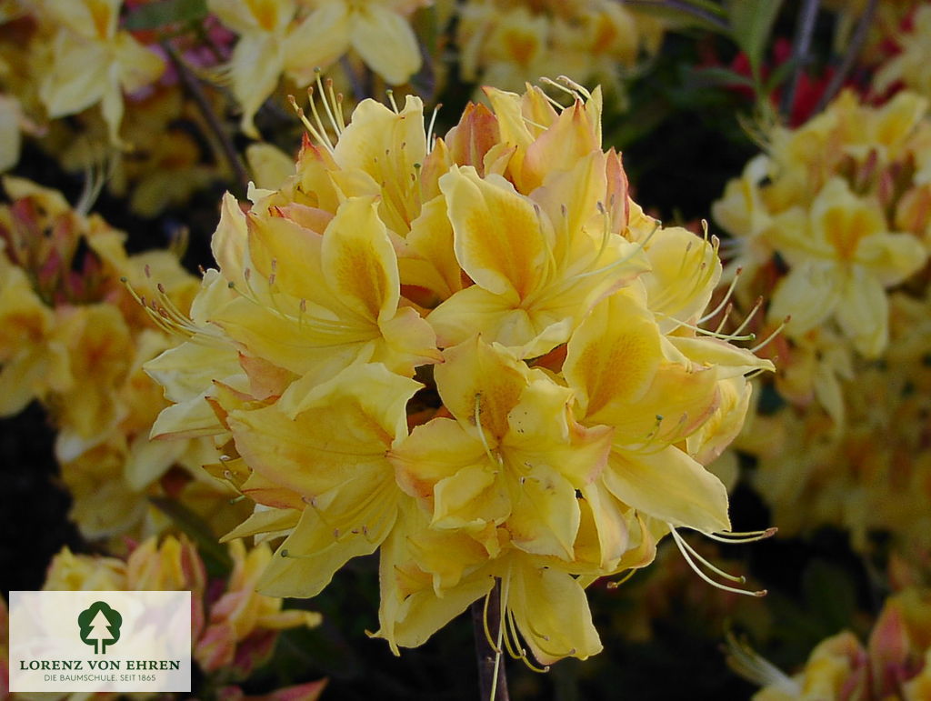 Rhododendron Azalea 'Golden Sunset'