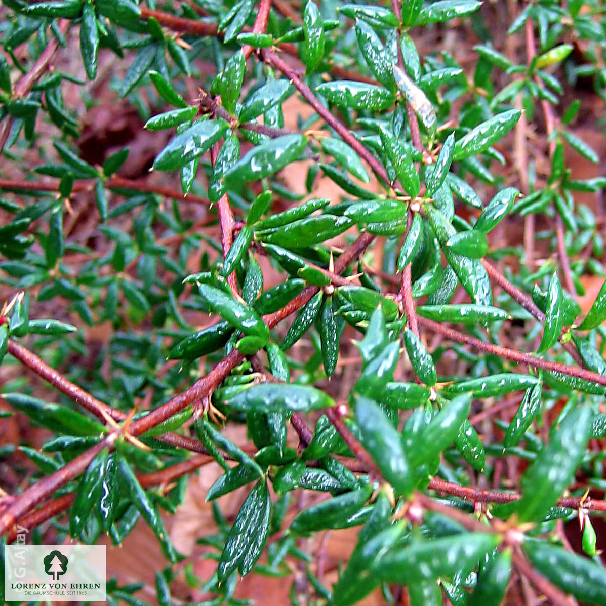 Berberis stenophylla