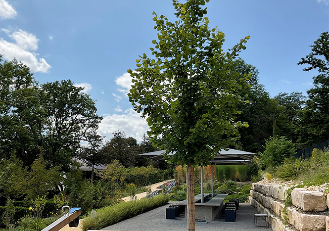 Im Mittelpunkt ein großer Baum dahinter Sitzmöglichkeiten zum stillen Gedenken
