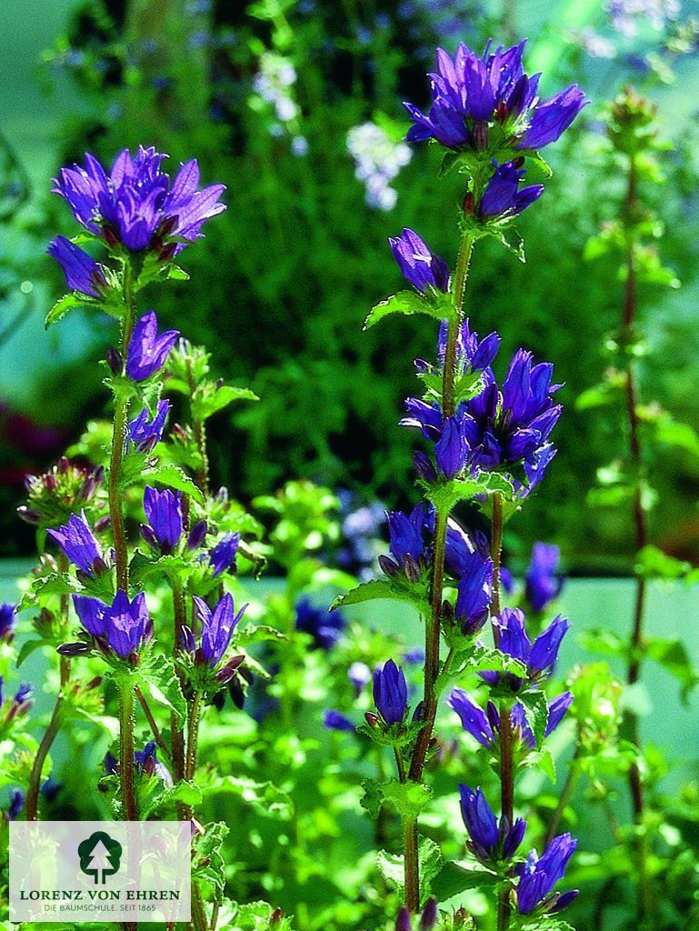 Campanula glomerata 'Speciosa'