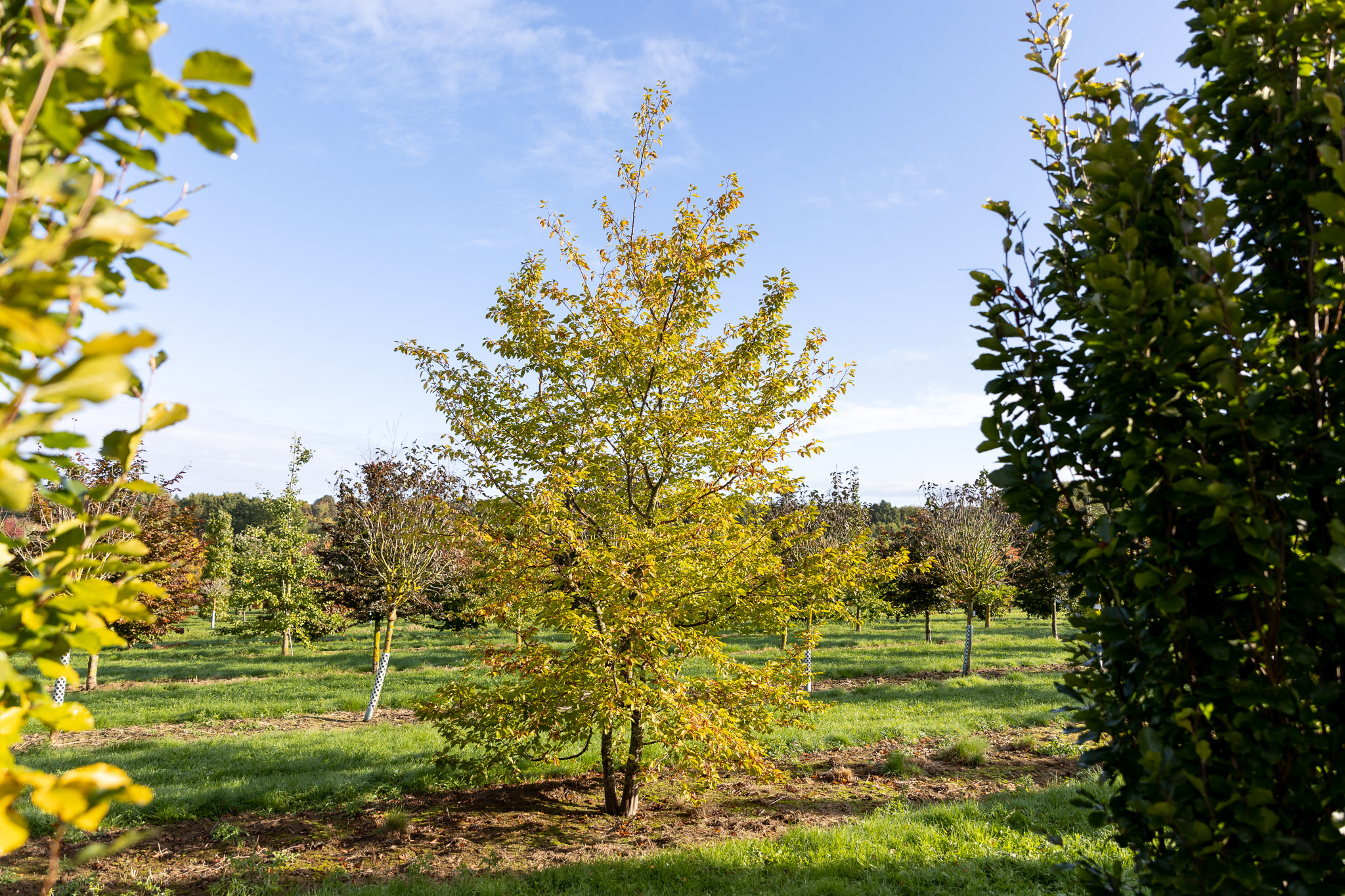 Baum mit grünem Blatt