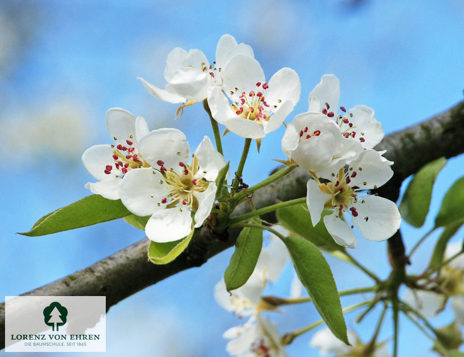 Pyrus communis 'Gellerts Butterbirne'