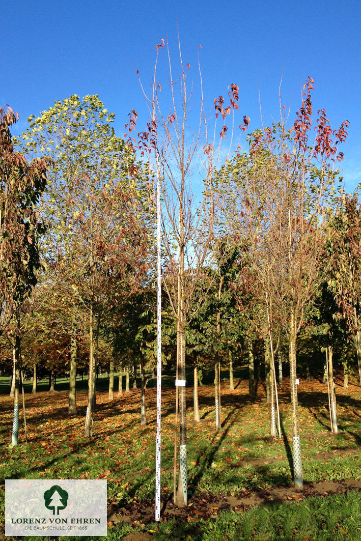 Prunus hillieri 'Spire'