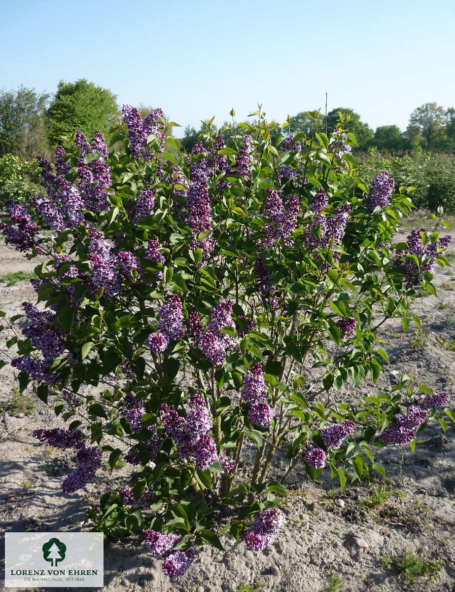 Syringa vulgaris 'Sensation'