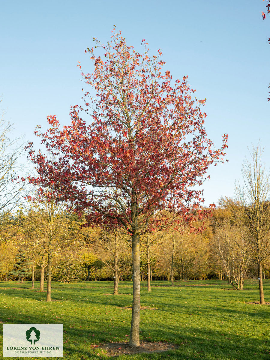 Liquidambar styraciflua 'Worplesdon'