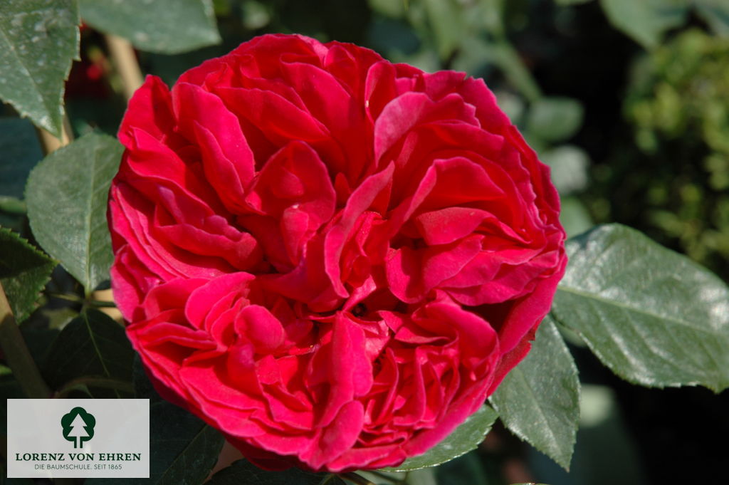 Rosa 'Red Eden Rose'