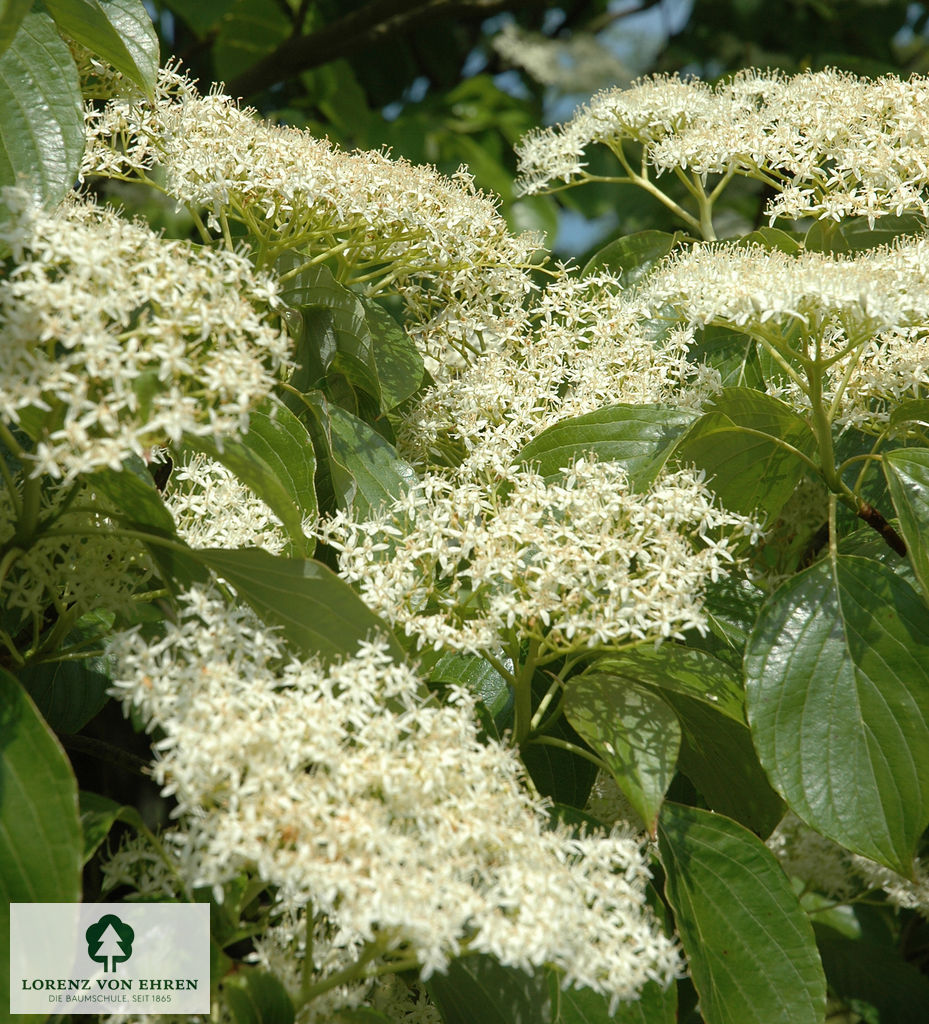 Cornus Alternifolia Baumschule LvE