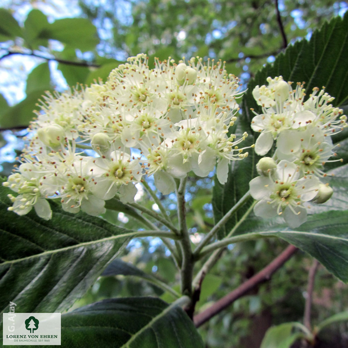 Sorbus aria