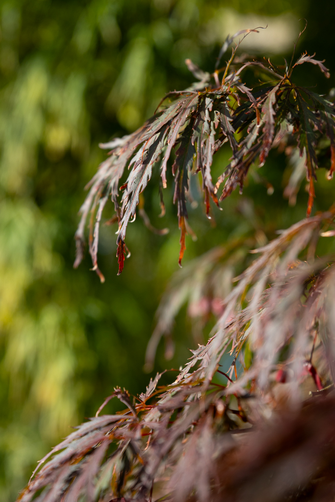 Acer palmatum 'Dissectum' VJ