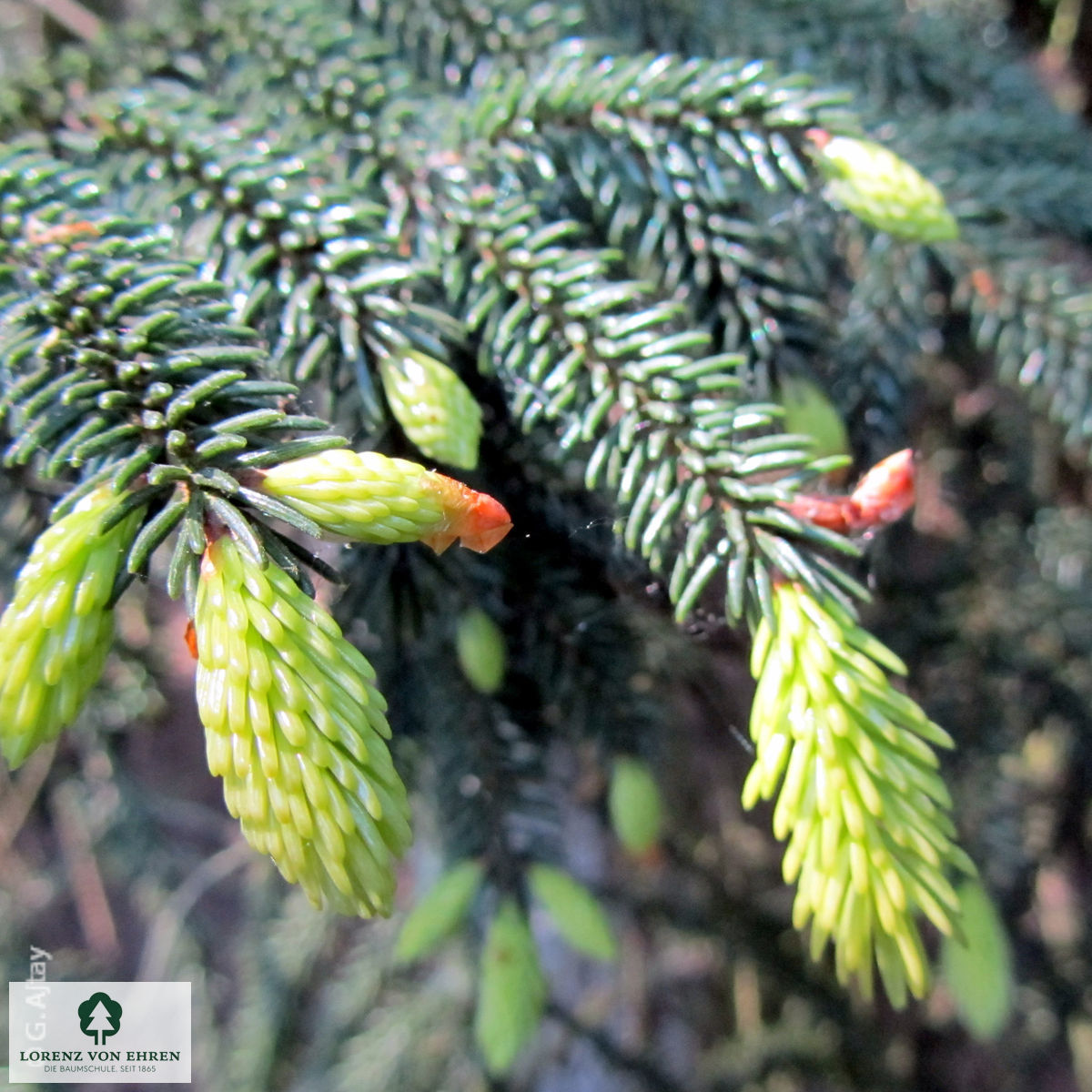 Picea orientalis