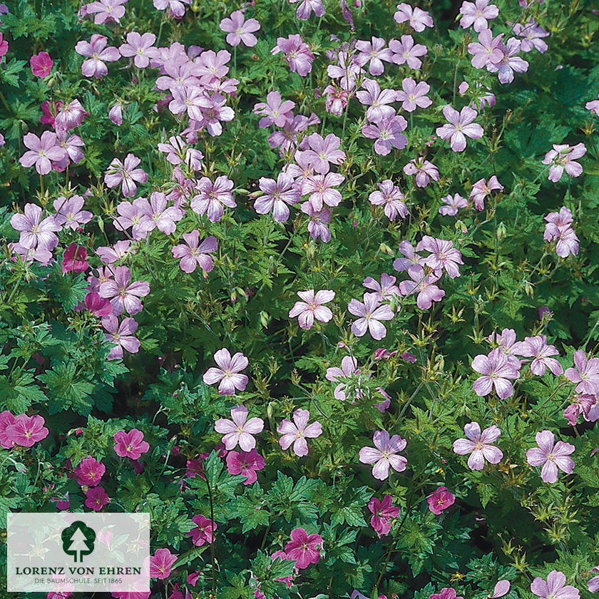 Geranium cantabrigiense 'Cambridge'