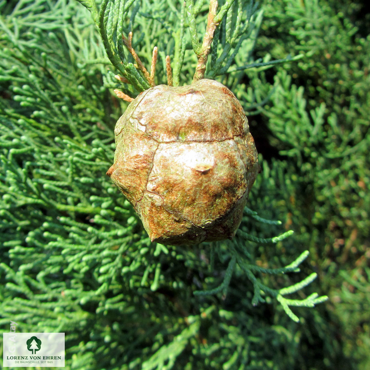 Cupressus sempervirens 'Pyramidalis'