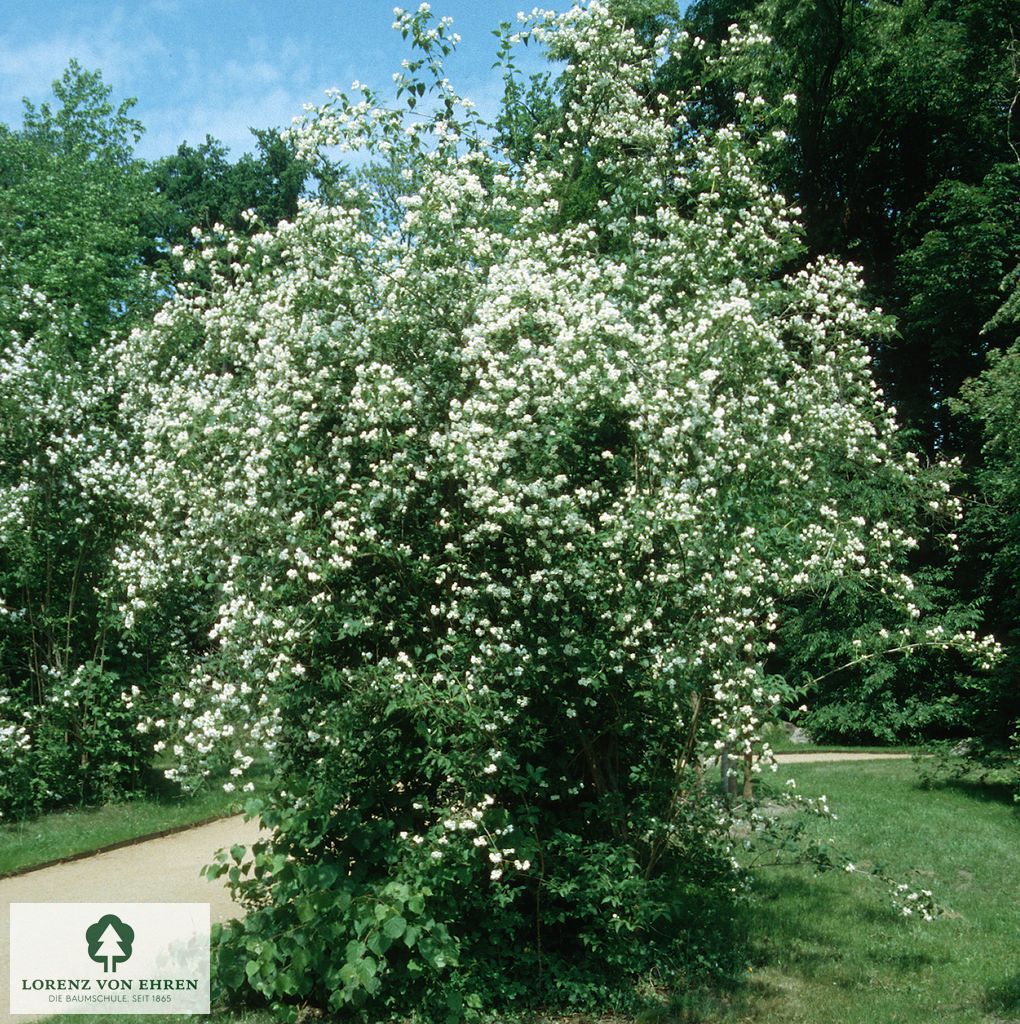 Philadelphus 'Virginal'