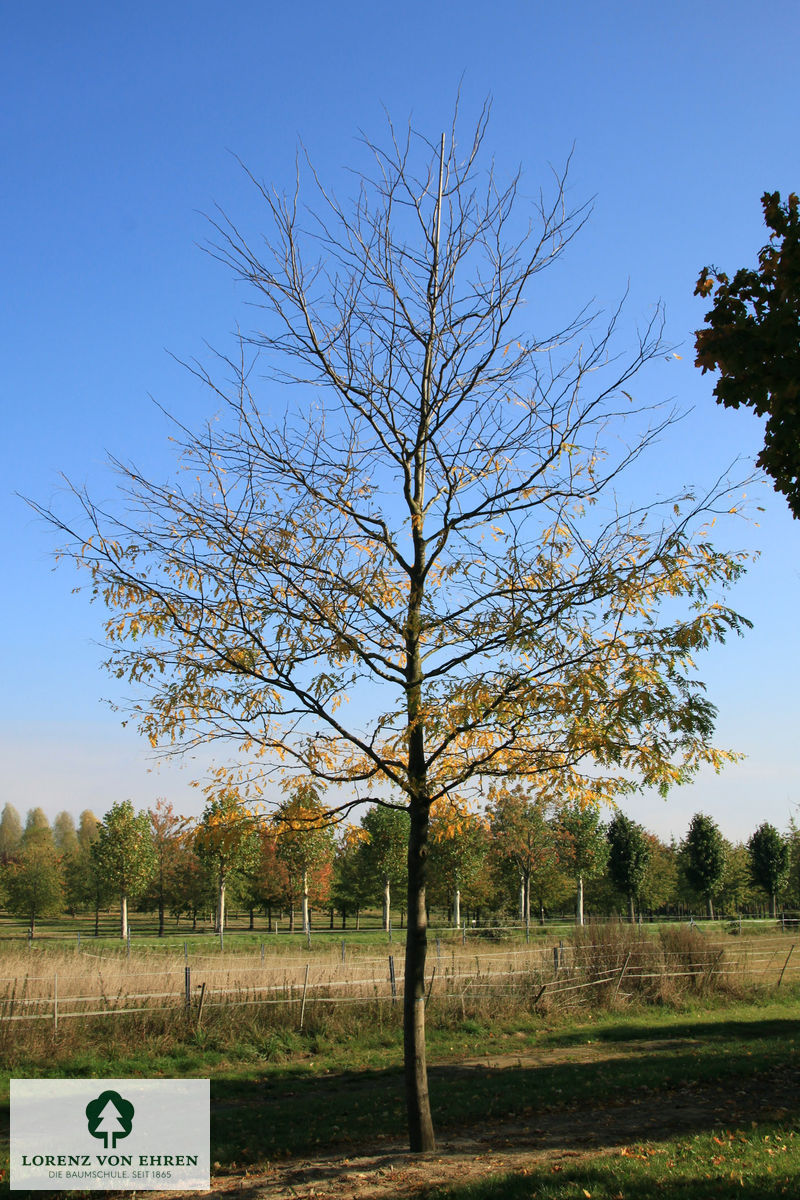 Gleditsia triacanthos 'Skyline'