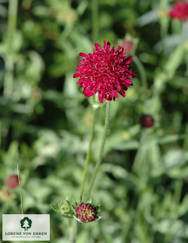 Knautia macedonica