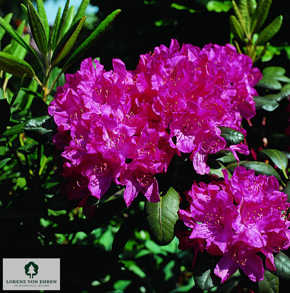 Rhododendron Hybride 'Junifreude'