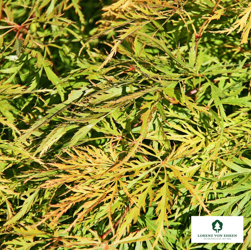 Acer palmatum 'Dissectum'