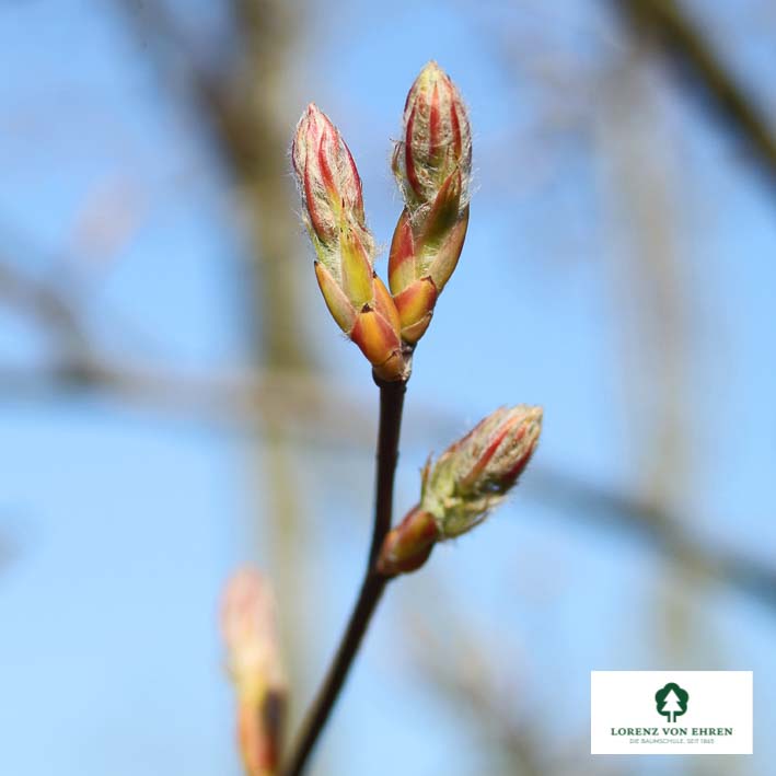 Amelanchier lamarckii