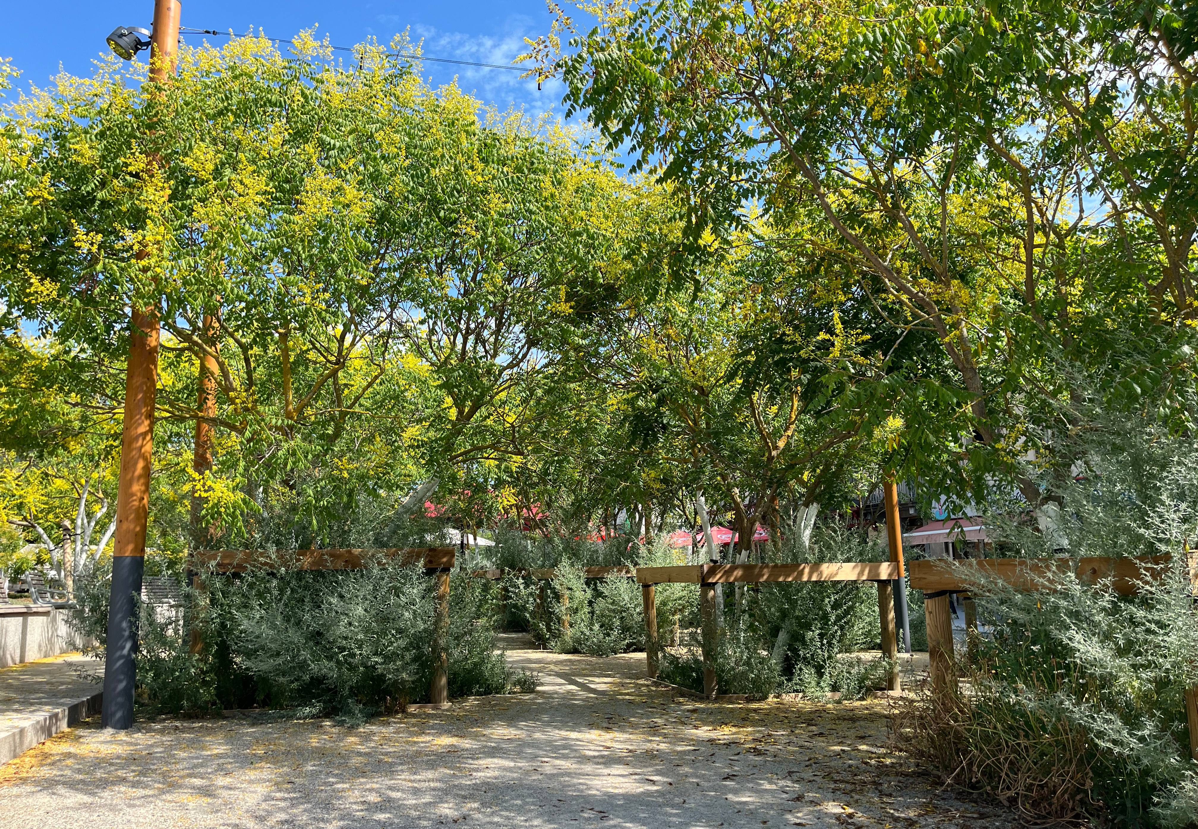 Mehrere mehrstämmige Blaseneschen