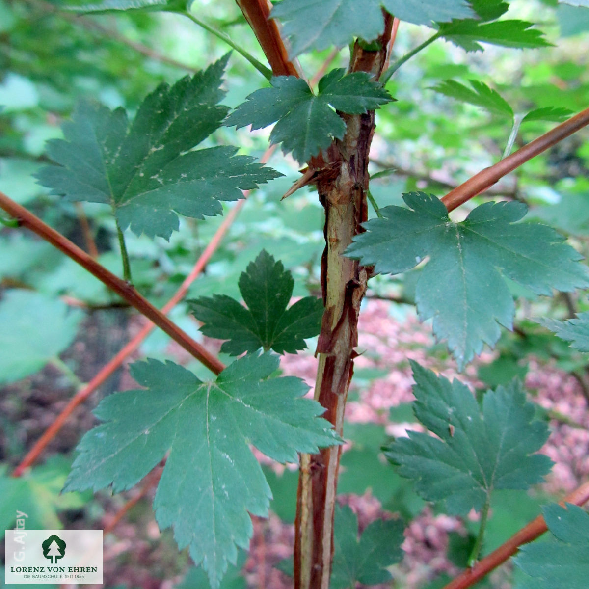 Ribes alpinum 'Schmidt'
