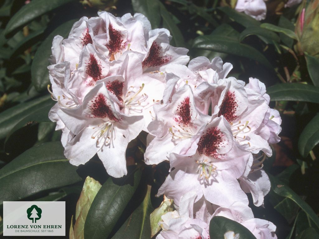 Rhododendron Hybride 'Calsap'