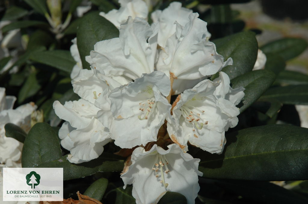 Rhododendron yakushimanum 'Silver Lady'