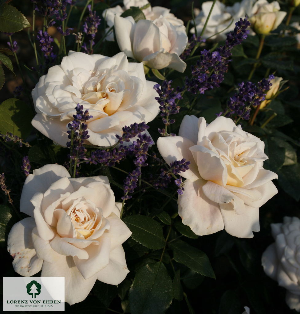 Rosa 'Lions-Rose'