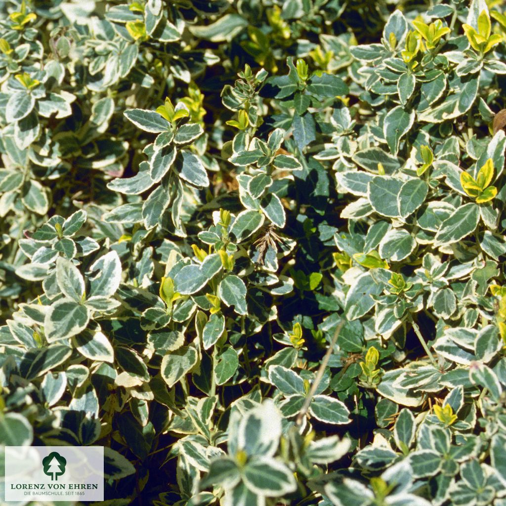 Euonymus fortunei 'Variegatus'