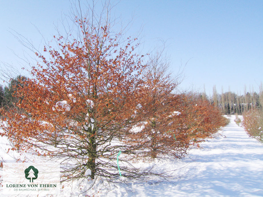 Fagus sylvatica