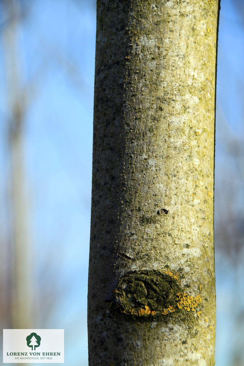 Fraxinus americana 'Autumn Purple'