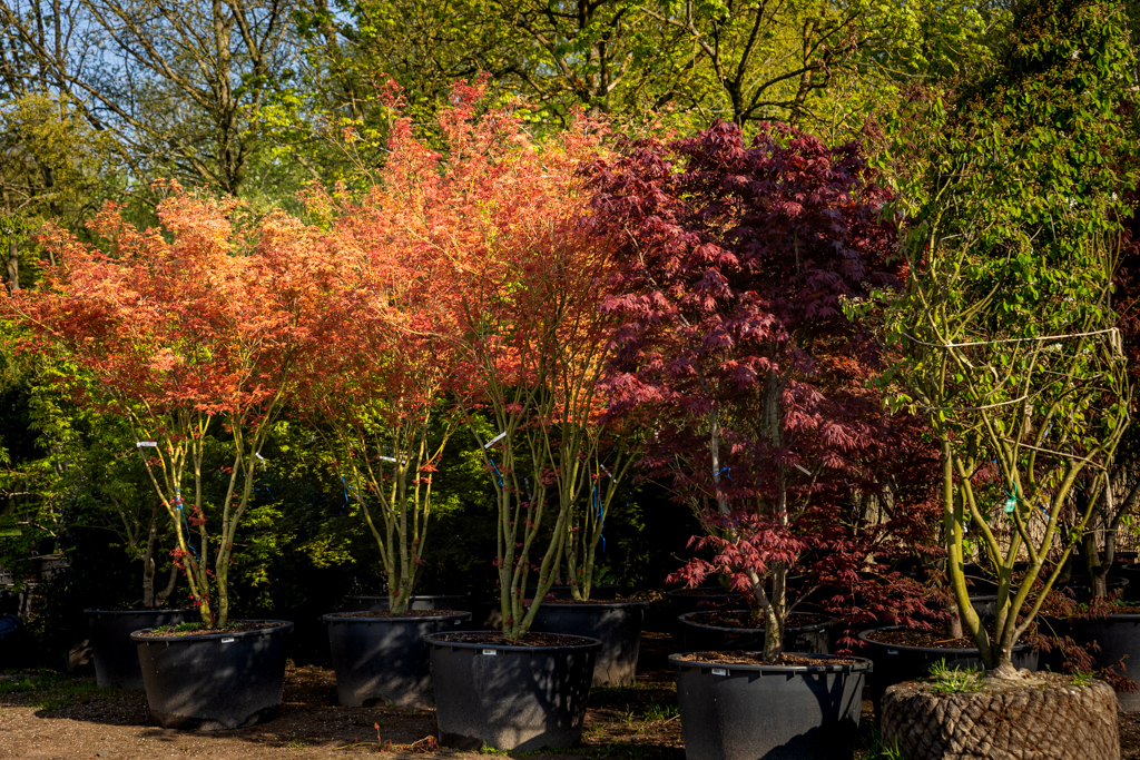 Acer in Sorten Springring Buntlaubige Ahorne