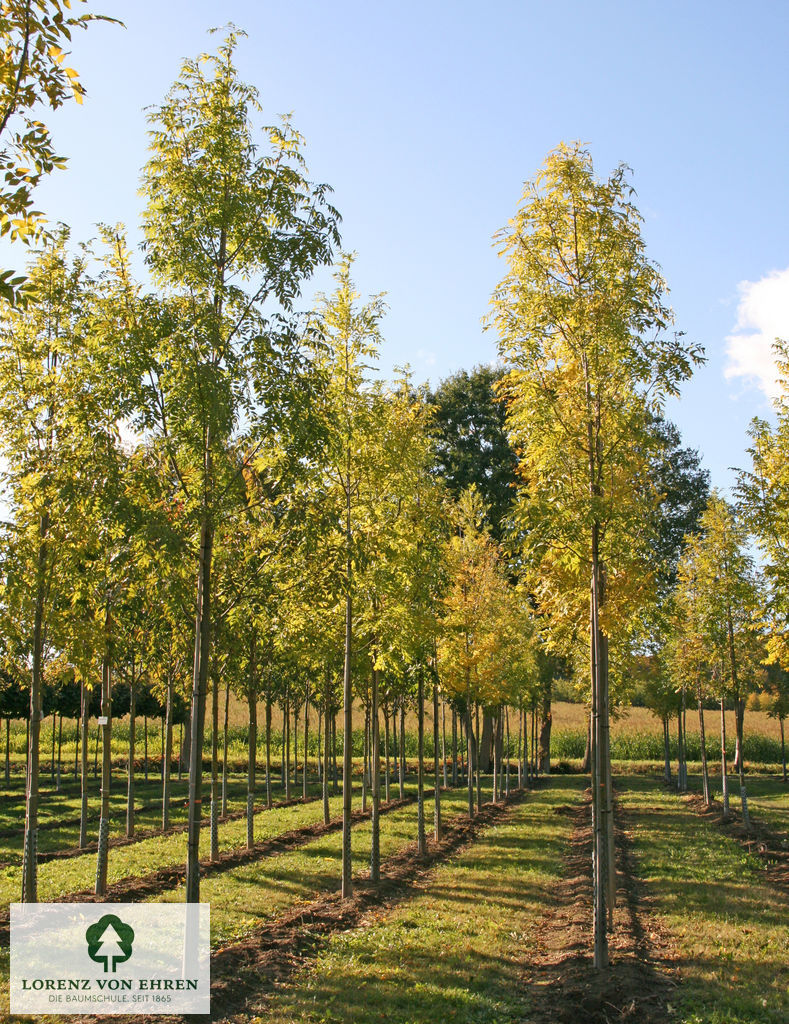 Fraxinus excelsior